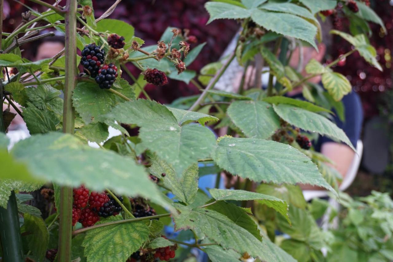 Jardim Da Celeste 비아나도카스텔로 외부 사진